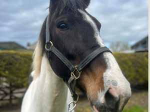 Supporting image for story: 10-year ban for Walsall man who drove his horse to exhaustion at fair 