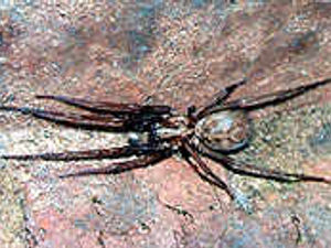 Supporting image for story: On alert for big spiders