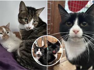 Supporting image for story: Meet 10 adorable Shropshire cats waiting for loving homes in 2026 - including Snickers, Batman and Sith