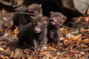 These adorable bush dog puppies playing together after venturing out of their den. The almost-three-month-old pups are getting 'braver and more adventurous' every day. The youngsters were born on August 7. Picture: Chester Zoo