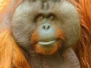 Supporting image for story: Beloved Dudley Zoo orangutan dies