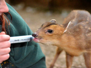Supporting image for story: Watch: Baby muntjac deer at Staffordshire farm