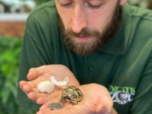 Supporting image for story: Hello Squirt! Telford zoo staff welcome tortoise smaller than a 50p piece