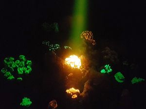 Supporting image for story: Selfies with glowing corals and other awesome things to do at the Royal Society’s science exhibition