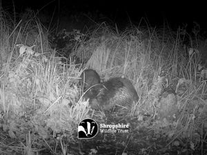 Supporting image for story: Shrewsbury's resident beavers Beryl and Bertie make history with species' first birth in Shropshire in 400 years