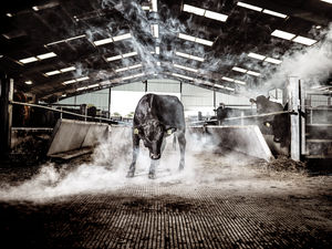 Supporting image for story: Frosty 5am starts and jackets for chilly calves: A day in the life of a Shropshire wagyu beef farmer over Christmas