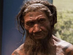 Supporting image for story: Neanderthals practised primitive dentistry 130,000 years ago, research shows