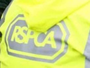 Supporting image for story: Suffocating horse is found in nature park