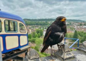 Bird at Bridgnorth Cliff Railway by Steven Ratcliife.