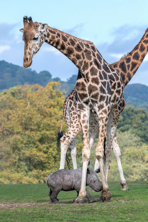 Granville navigates his way between the legs of his new neighbours