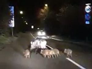 Supporting image for story: WATCH: Pigs chased by police down Cannock Road