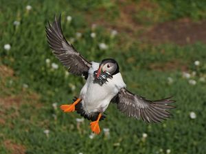 Supporting image for story: Protection area could mean brighter future for puffins on Saltee Islands