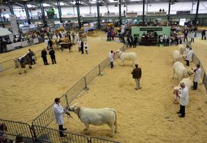 Alongside the many attractions and stalls at the county show will be the judging of livestock and animals.