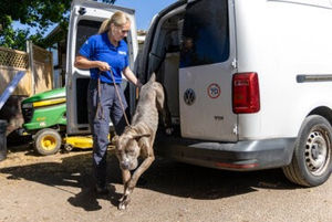 Animal rescue officer Cara Gibbon said that she could tell the dog was desperately in need of help