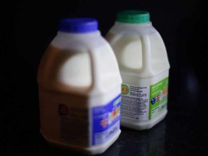 Supporting image for story: Farm campaign group staging new protest in milk price row