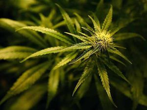 Supporting image for story: Ex-Featherstone Prison worker caught growing cannabis farm