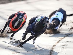 Supporting image for story: Holyrood to vote on ending greyhound racing a day after Wales passes ban