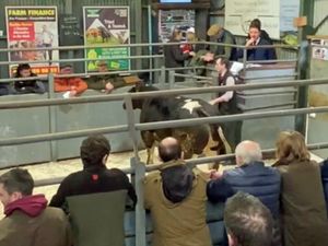 Supporting image for story: New record as steer sells for £2,170 at Bishops Castle auction