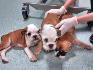 Supporting image for story: Bulldog puppies found dumped in bush left fighting for life