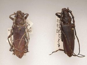 Supporting image for story: Beetle species found in central Europe ‘may have existed in UK 4,000 years ago’