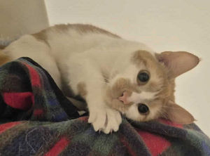 Ginger and white cat Nigel is around one-year-old. Picture: RSPCA Gonsal Farm