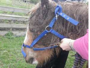 Supporting image for story: Ban for owner after horse found collapsed