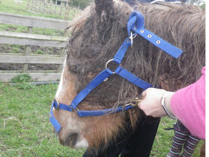 Supporting image for story: Ban for owner after horse found collapsed