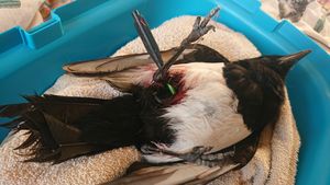 Supporting image for story