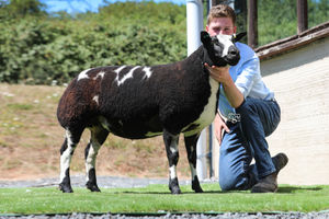 The reserve champion, Wedderburn High Class, then sold for 2000gns. 