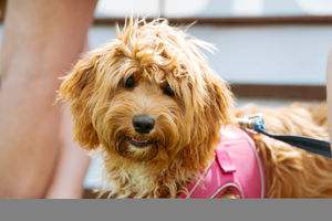 SOUTH COPYRIGHT SHROPSHIRE STAR JAMIE RICKETTS 28/07/2024 - Ludlow Dog Day held at Stokesay Court in Craven Arms..