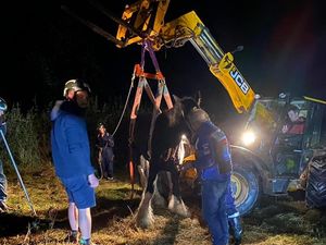 Supporting image for story: Four-hour operation sees 900kg shire horse rescued from bank
