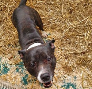 Hunter. Photo: RSPCA