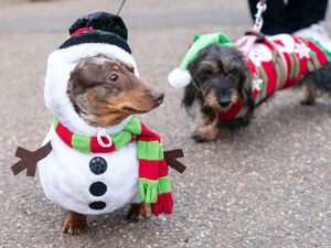 Supporting image for story: Dachshunds don reindeer ears and turkey legs in annual Hyde Park Sausage Walk