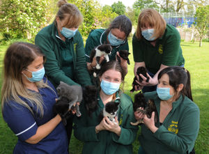 Veterinary nurses pictured front left to right, Rachel Pruskin, Hannah Clark, Michelle Davies and back left to right, Georgia Rodgers, Alice Pringle and receptionist Marie Cookman, at Park Issa Veterinary Hospital, Oswestry