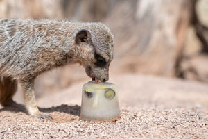 Meerkats were treated to ice blocks filled with blueberries and apples