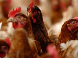 Supporting image for story: Campaigners kick up stink over chicken farm pollution threat