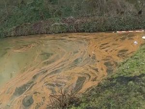 Supporting image for story: Canal trust confirms Bilston canal wildlife is 'thriving' despite brown sludge
