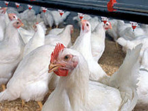 Supporting image for story: Chicken farm will house 180,000 farms under plans set for approval