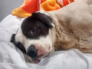 Supporting image for story: Dog tied up in bin bag and left to die at side of road