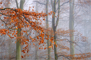 The Last Days of Autumn