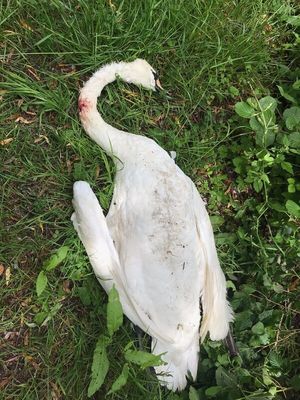 One swan was shot and killed, reported to the RSPCA on June 8
