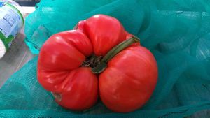 A closer view of the big tomato