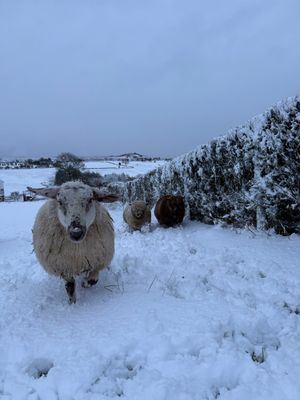 Snow at the Stiperstones in Shropshire. Picture: Hannah Hamer
