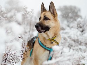 Supporting image for story: 'Stay out of the water' - Dogs Trust Shrewsbury urges dog owners to avoid ice and flood water