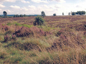 Supporting image for story: 3,000 people don't want Cannock Chase fracking