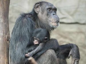 Supporting image for story: PETER RHODES: A new, improved Donald?