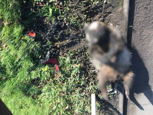 Supporting image for story: Hunt for arsonist as dead badger found burned and dressed in baby grow