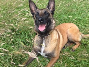 RPD Fiji who was taken into care at a rescue centre in Telford has been named the winner of the Thin Blue Paw Foundation’s Lifetime Achievement Award