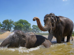 Supporting image for story: Elephants enjoy presence of zoo visitors, study by Harper Adams University experts finds