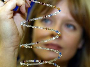 Supporting image for story: Study identifies genes related to cleverness